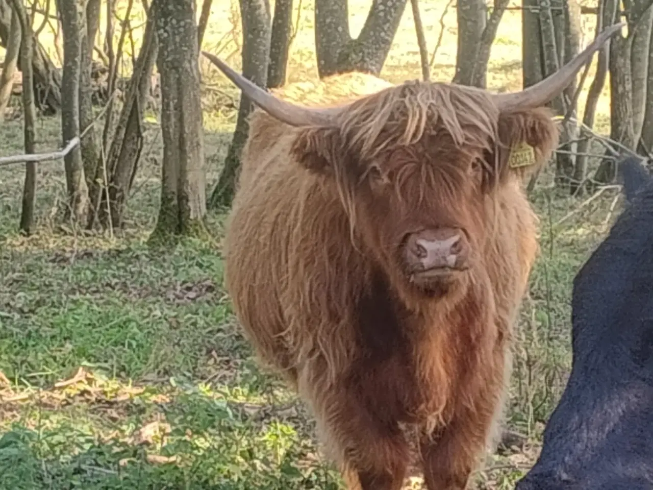 Billede 4 - Skottekvie sælges