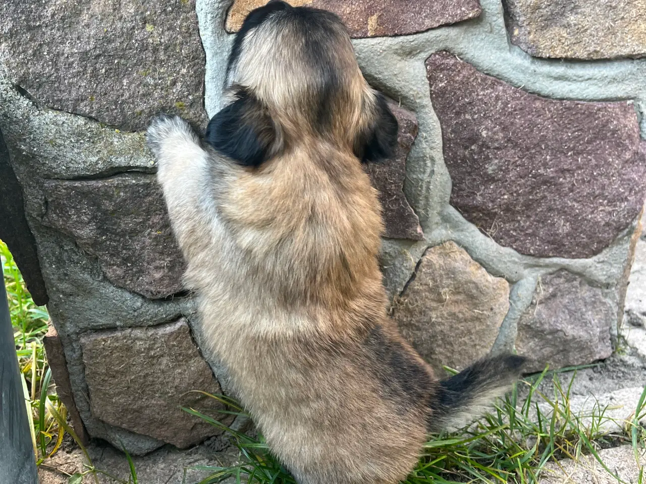 Billede 4 - Papillon/Chihuahua hvalpe søger familie