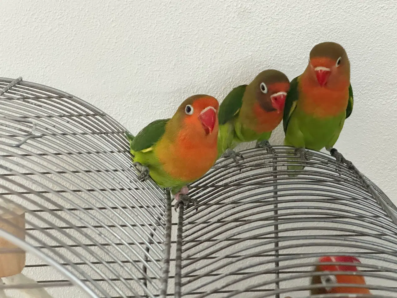 Billede 2 - Dværgpapegøjer, lovebirds