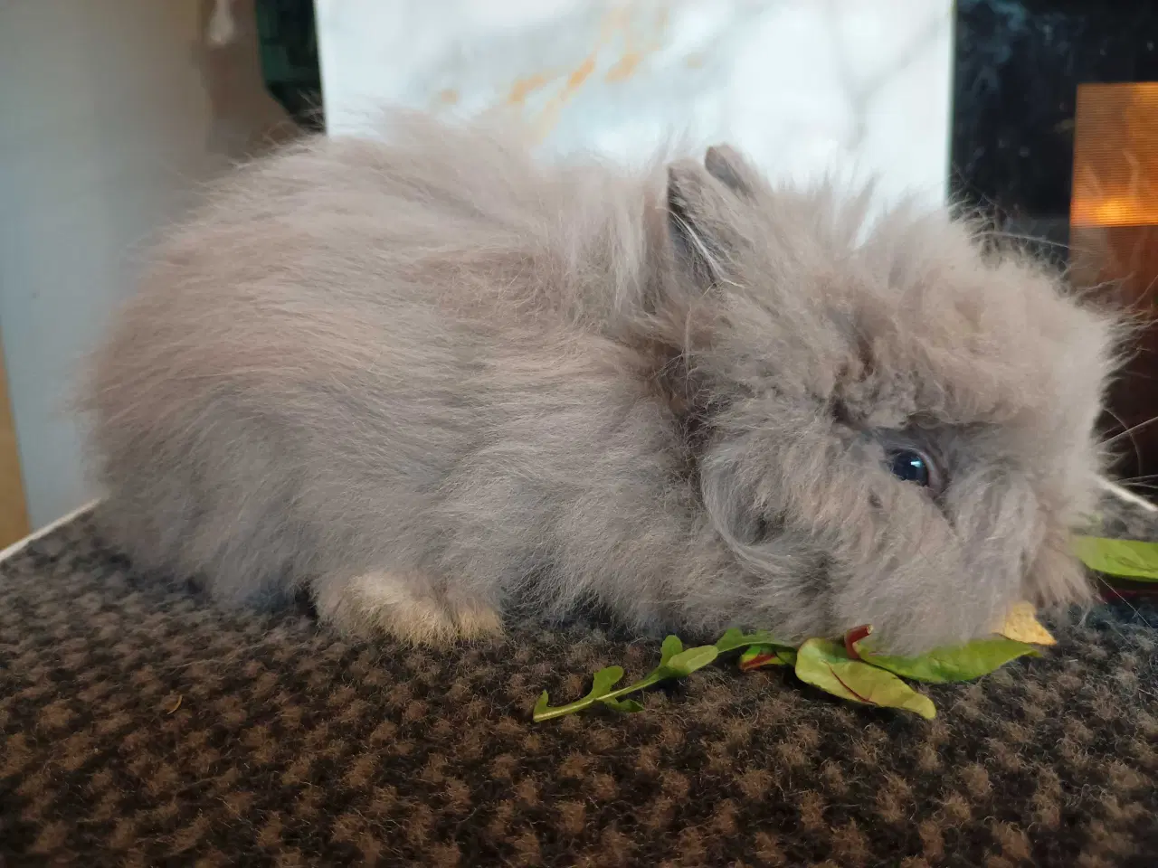 Billede 1 - Ren Racet Teddy (dværg angora kanin) dreng