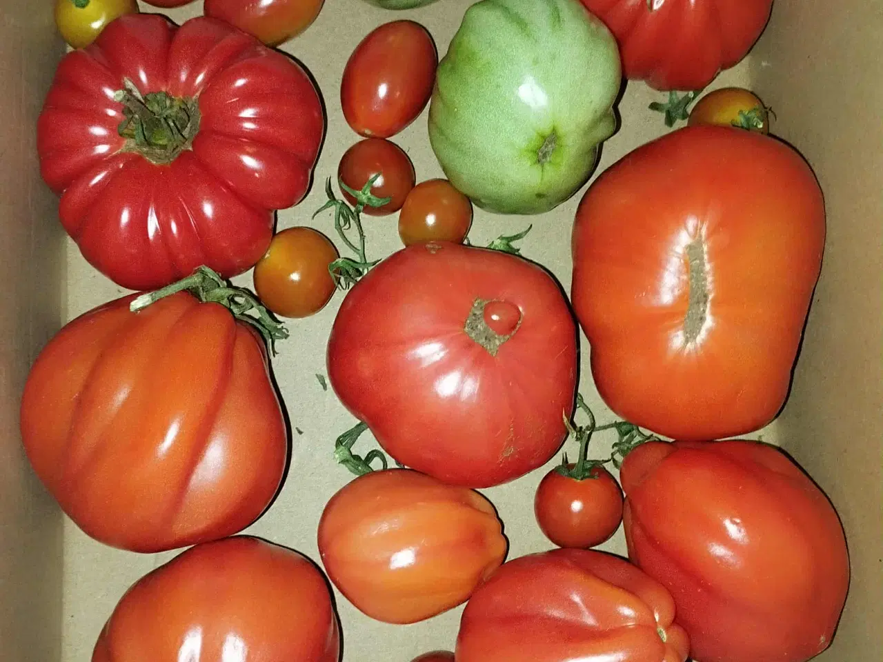 Billede 12 - Tomatplanter blandet sorter 