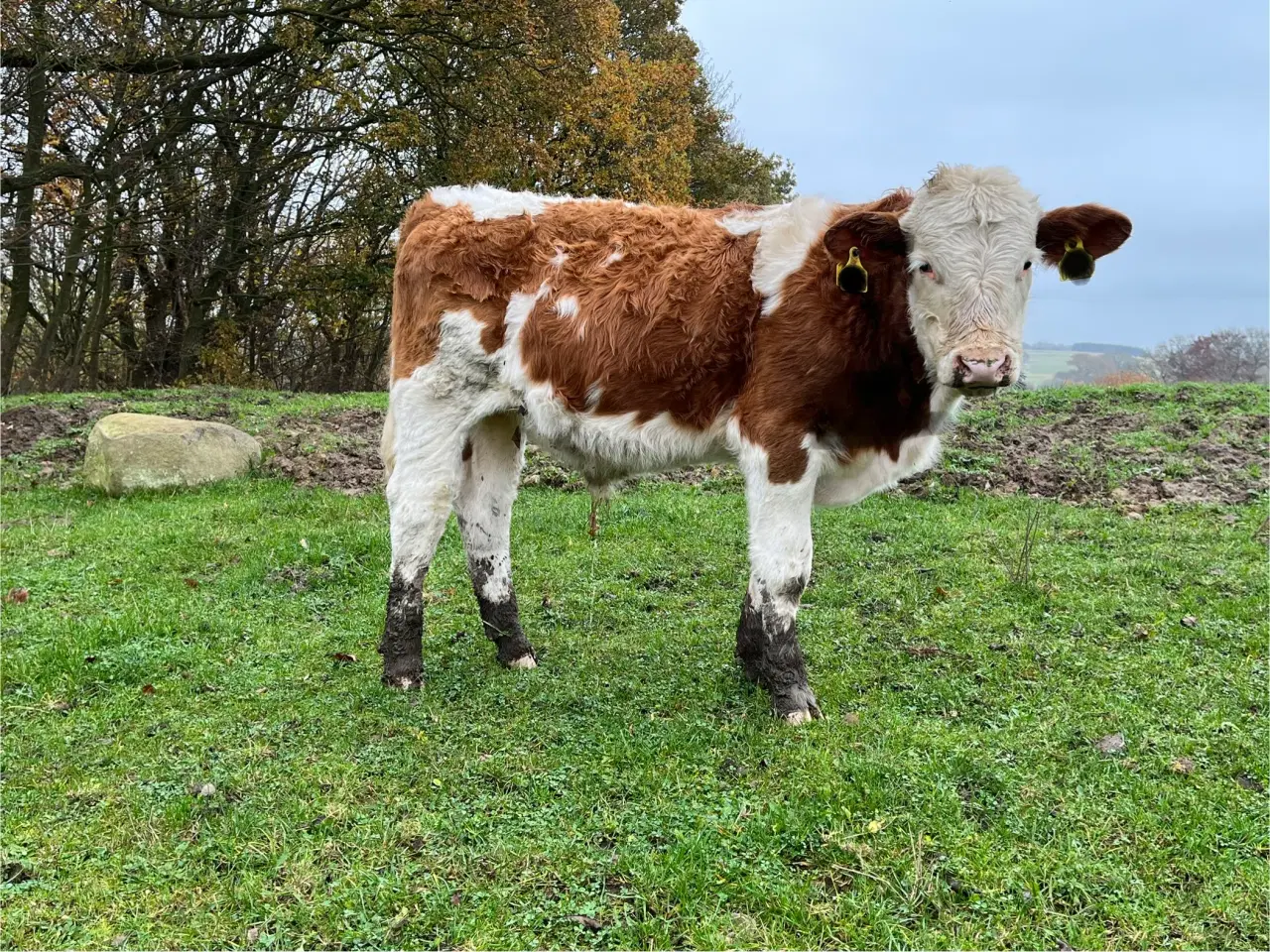 Billede 3 - Simmentaler tyrekalve søger nyt hjem