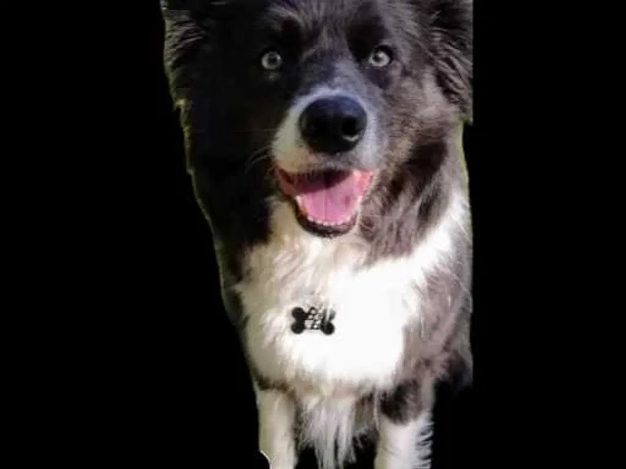 Billede 1 - HUND SØGES: VORES NYE BEDSTE VEN