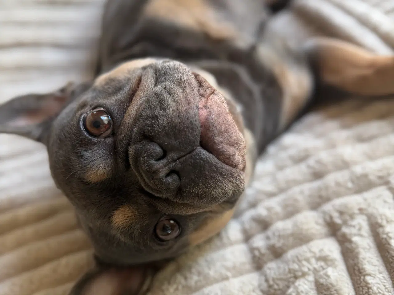 Billede 3 - Fransk bulldog hvalpe på vej 🐶