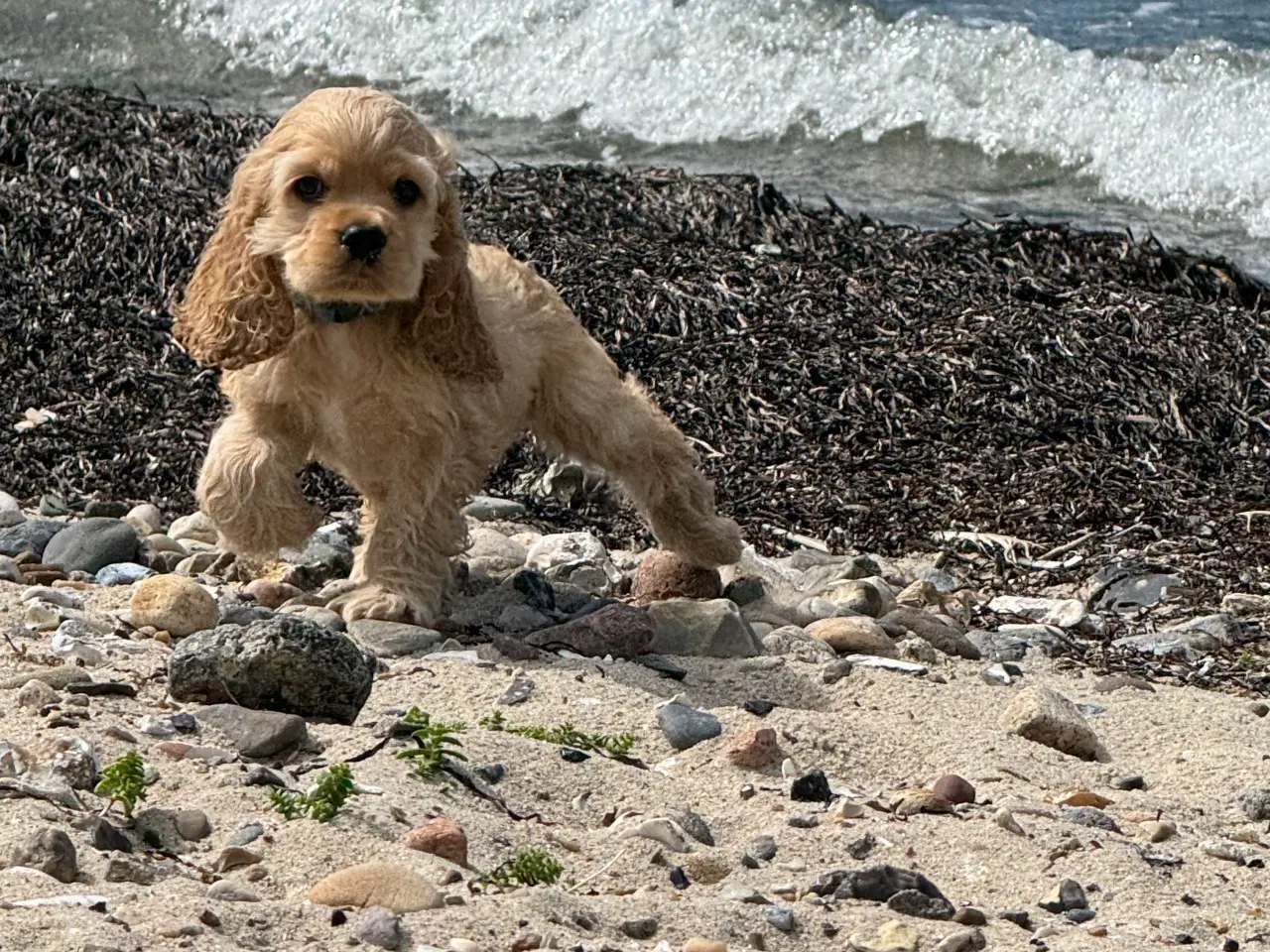 Billede 16 - Rejseklar 🧳 Skønne Amerikanske Cockerspaniel 