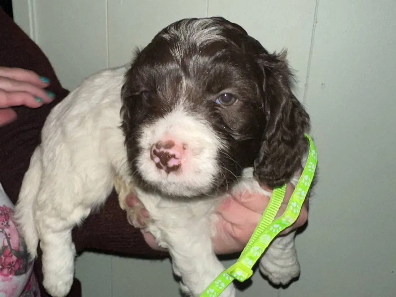 Billede 2 - Lagotto Romagnolo / Kleiner Münsterländer 