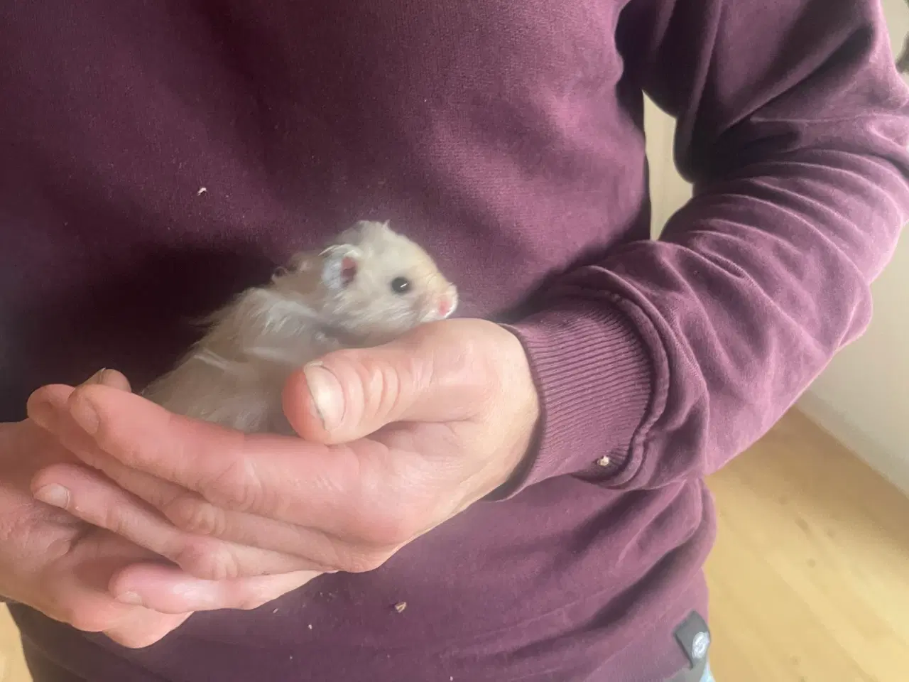 Billede 2 - Guldhamster langhåret 