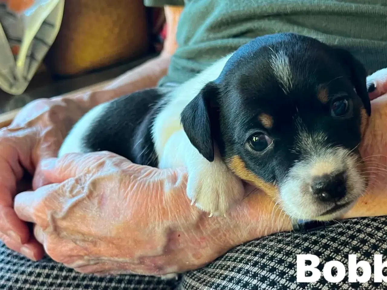 Billede 7 - To Dansk Svenske Gårdhunde hvalpe sælges