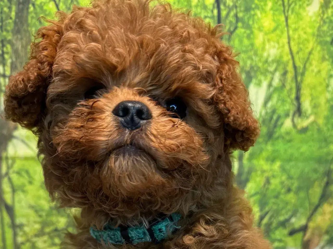 Billede 4 - Cavapoo Rejseklar kun 2 drenge tilbage