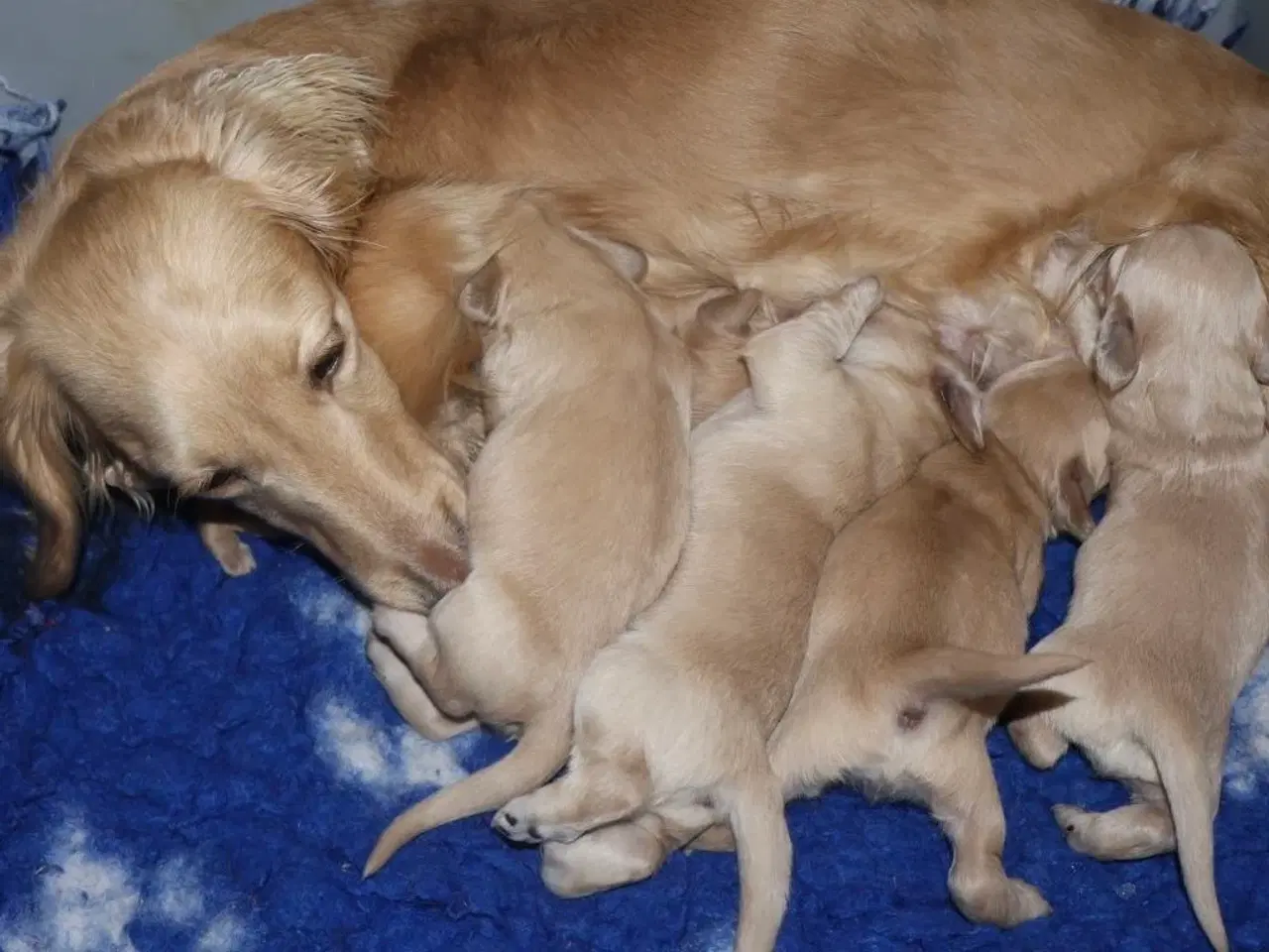 Billede 1 - Blonde gravhunde og alle farver – velkommen