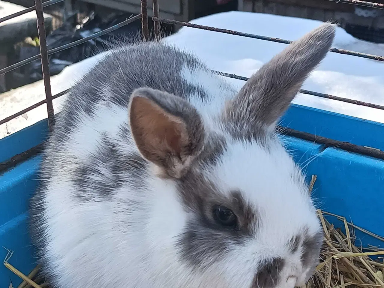 Billede 3 - Minilop/ Dværg vædder 