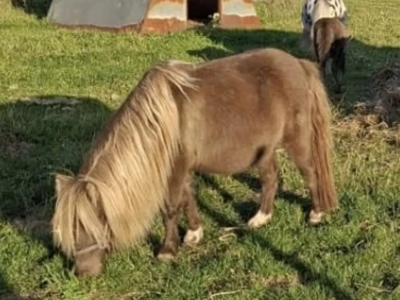Billede 1 - Smukkeste miniature shetlandspony