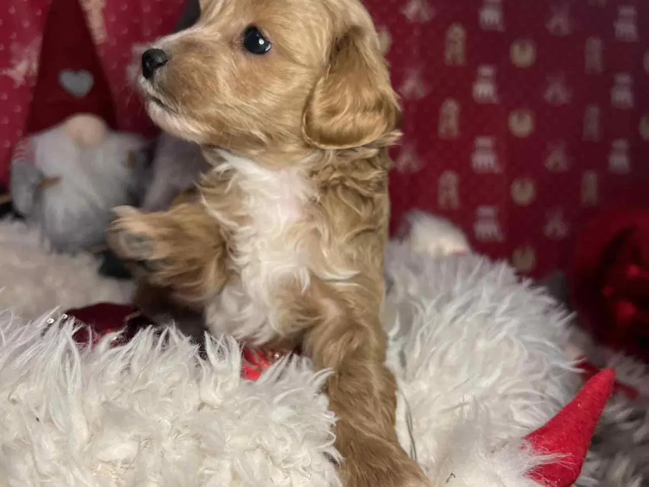 Billede 6 - Maltipoo 