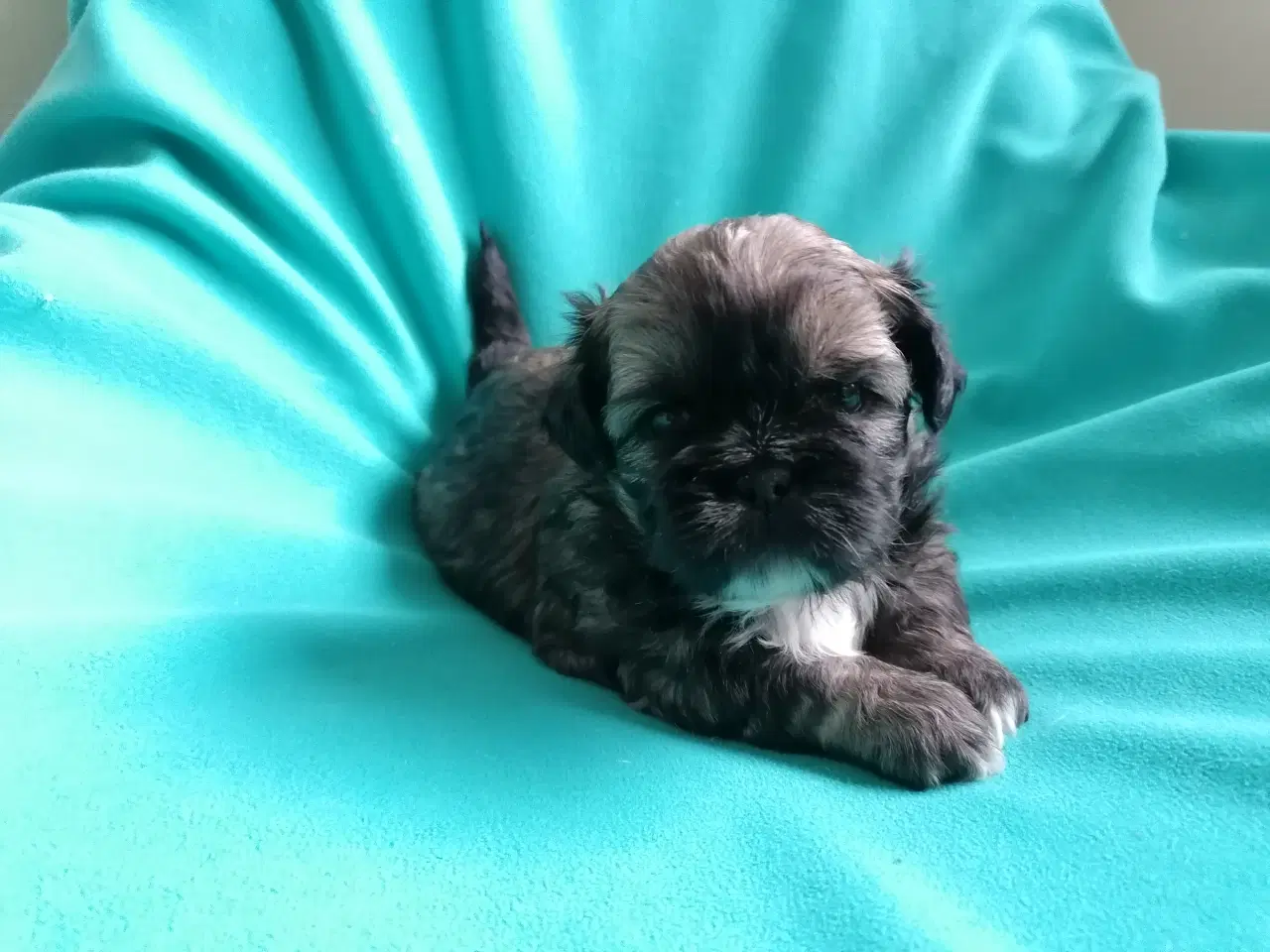 Billede 2 - Malteser / Shih Tzu