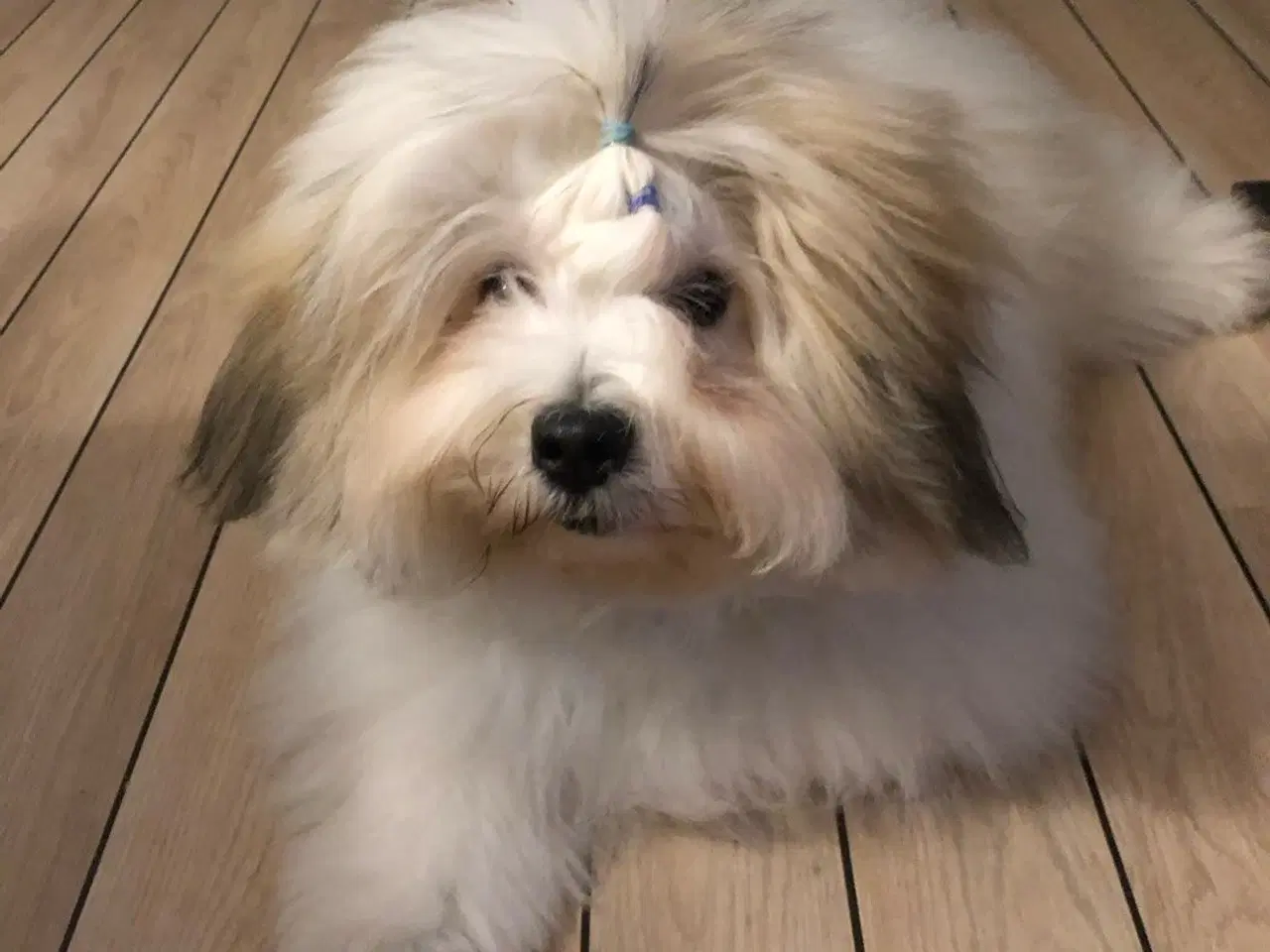 Billede 17 - Cotonpoo eller potton hvalpe