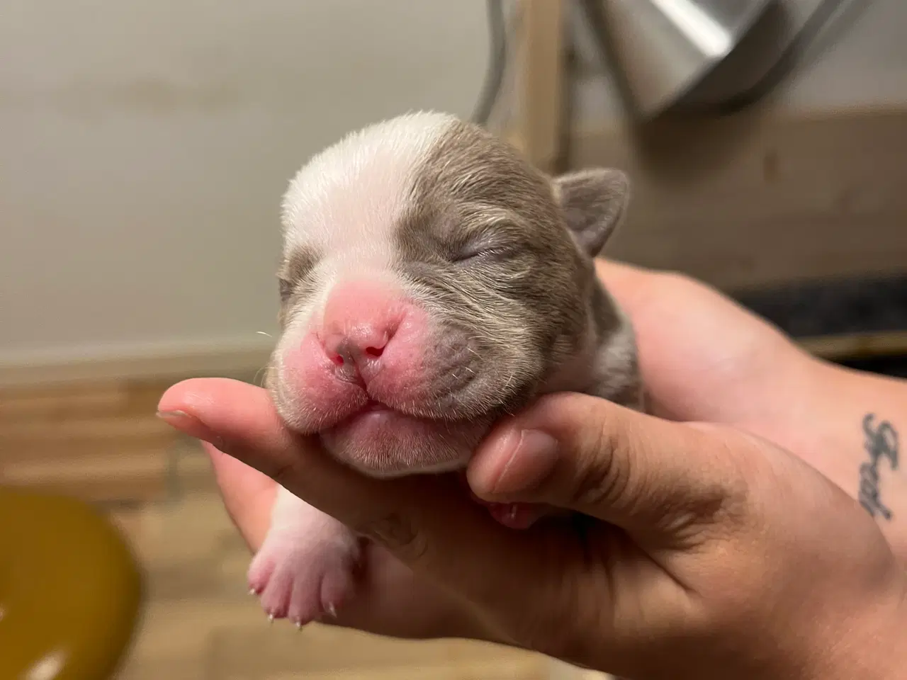 Billede 6 - Old English Bulldog