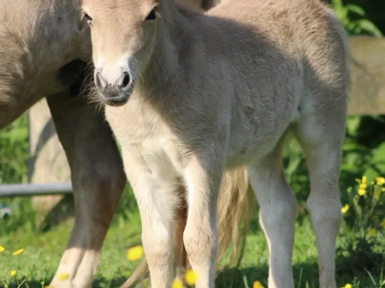 Billede 3 - Mushroom farvet shetlanspony sælges