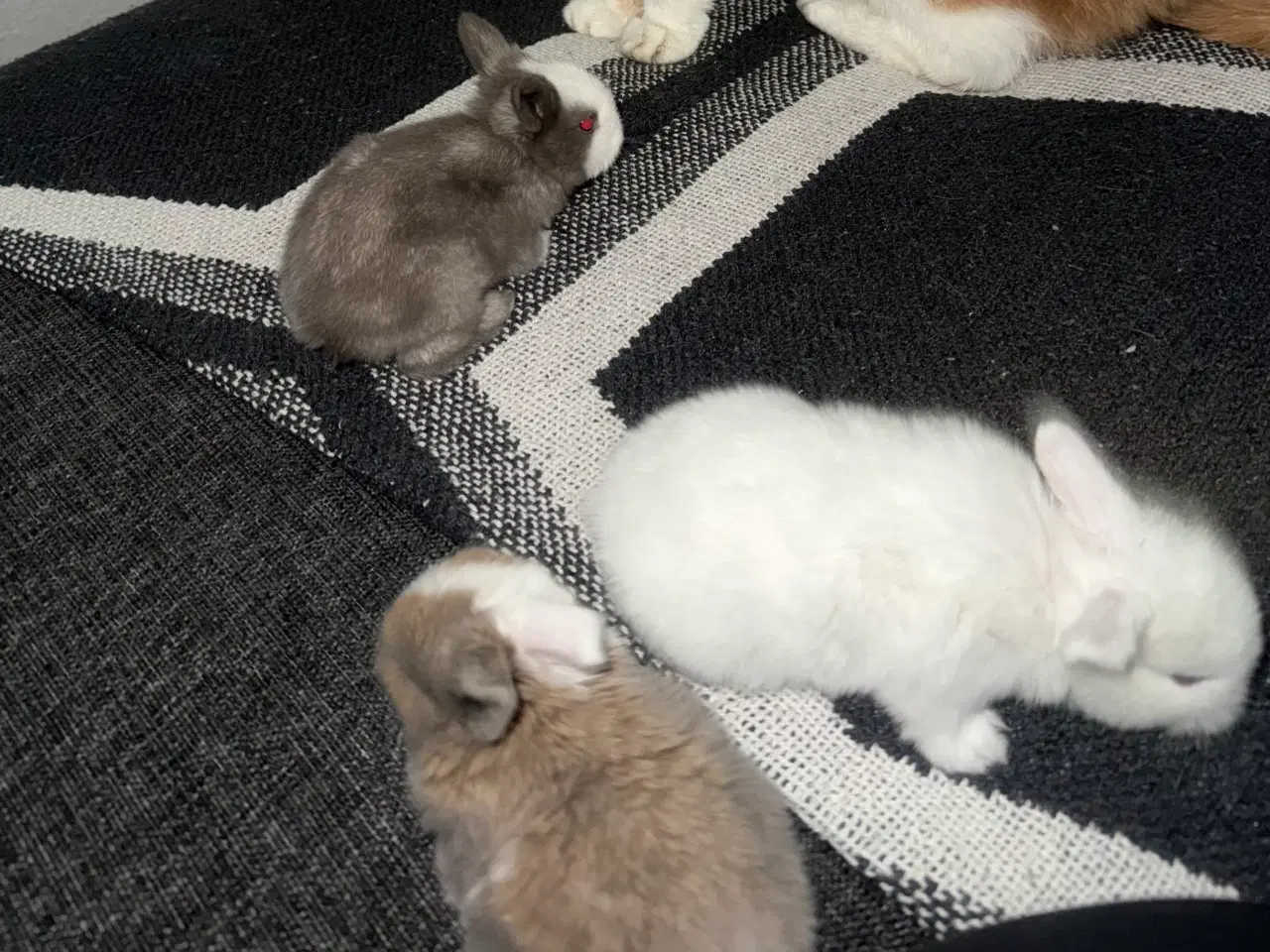 Billede 2 - Mini lop kanin