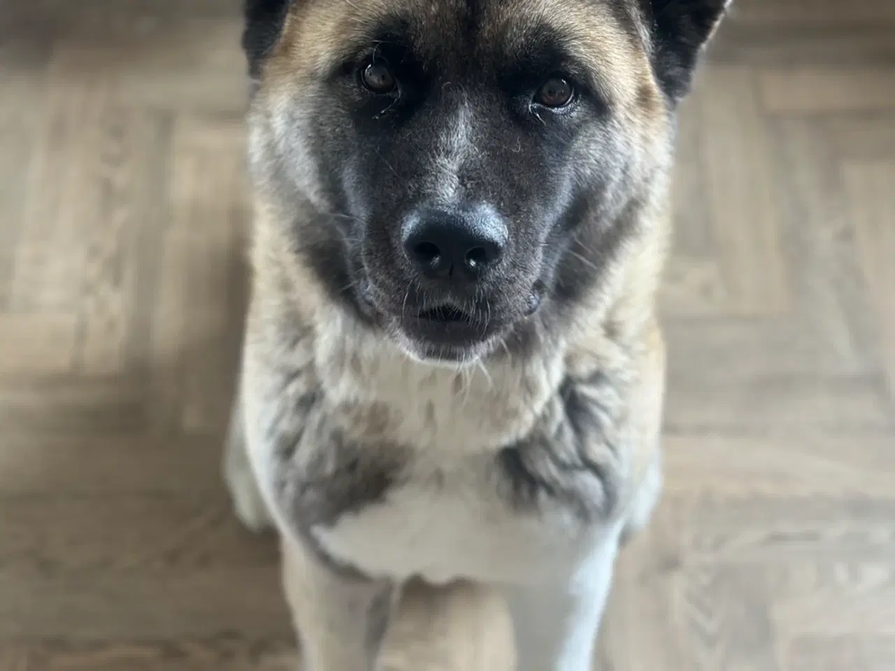 Billede 4 - Amerikansk Akita