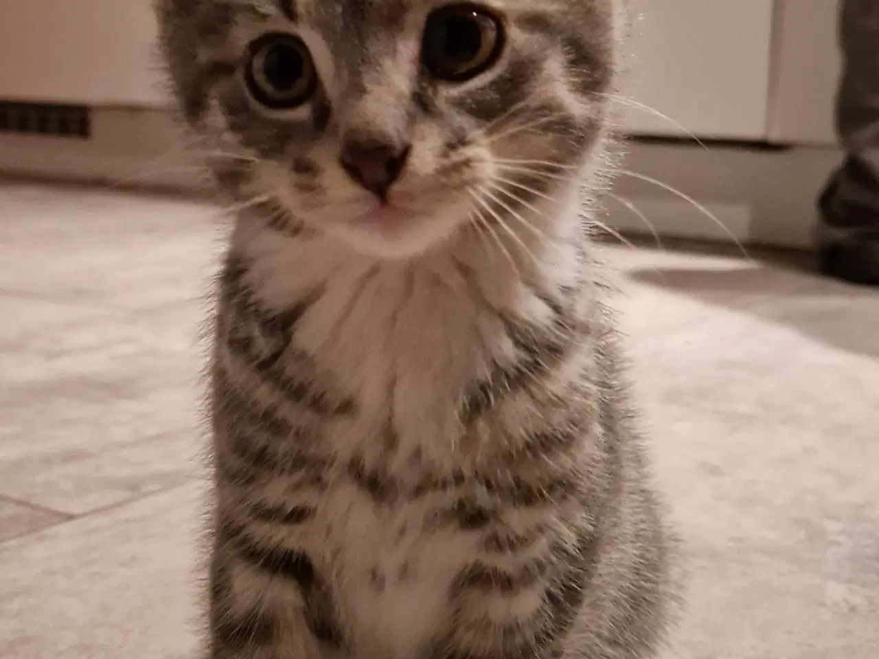 Billede 6 - Sød han kattekilling