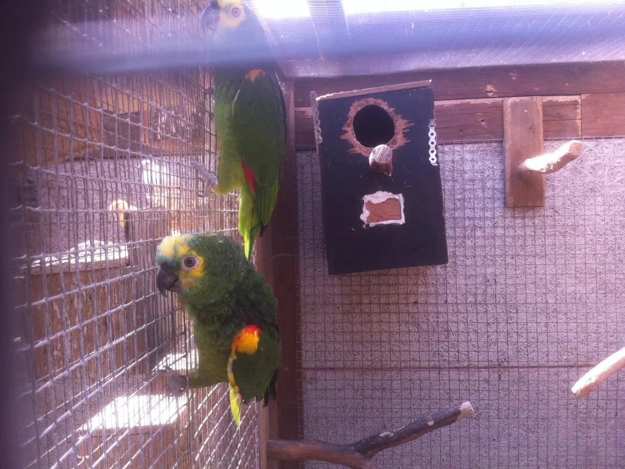 Billede 1 - Zebrafinker