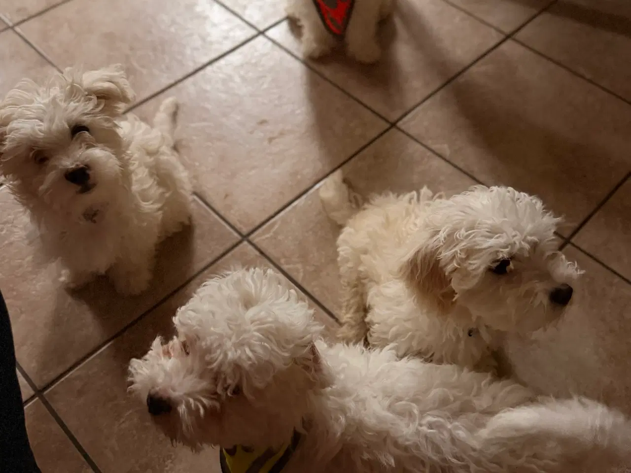 Billede 4 - 4 Bichon hvalpe