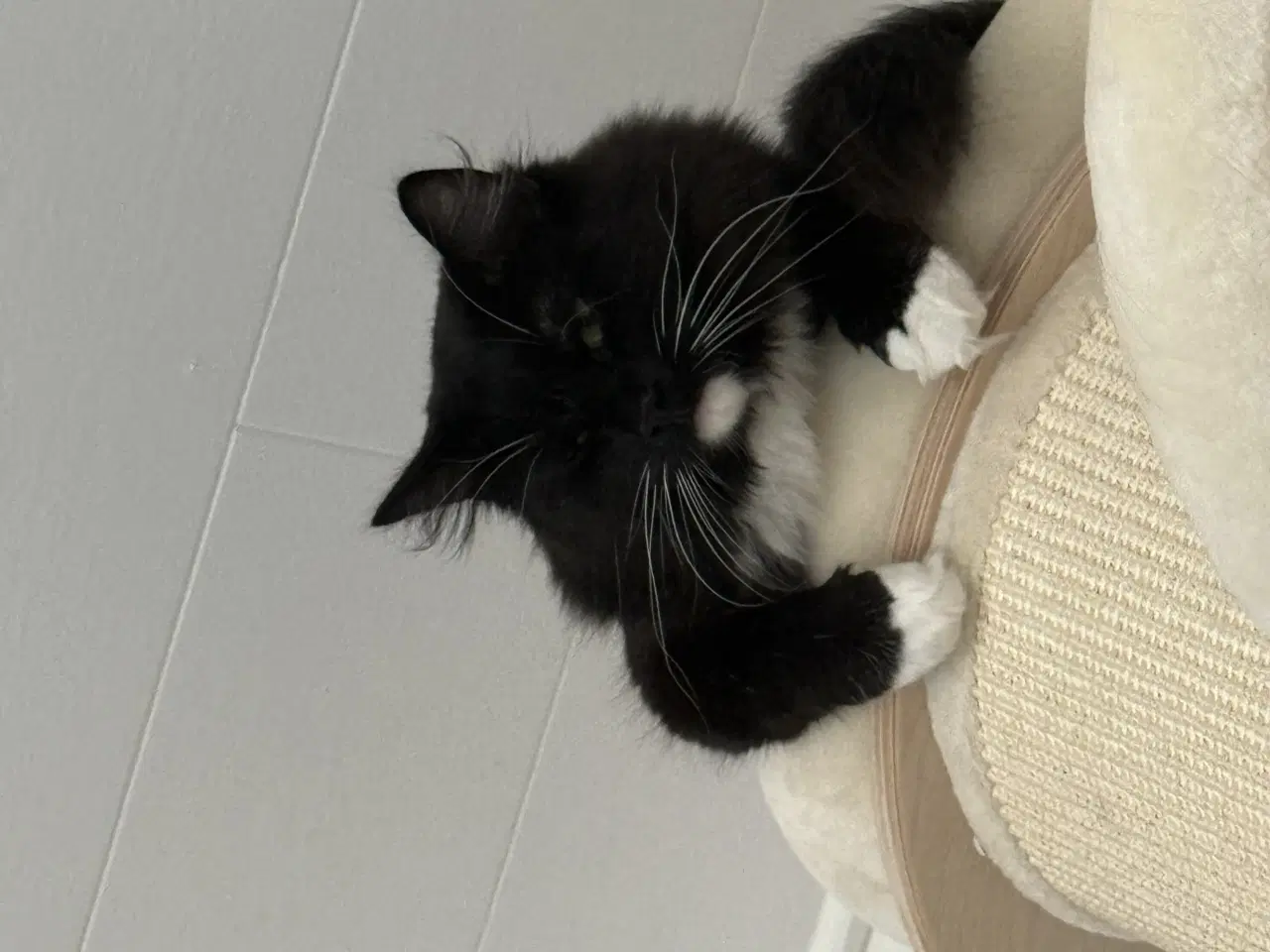 Billede 6 - Onkel Ole søger nyt hjem 