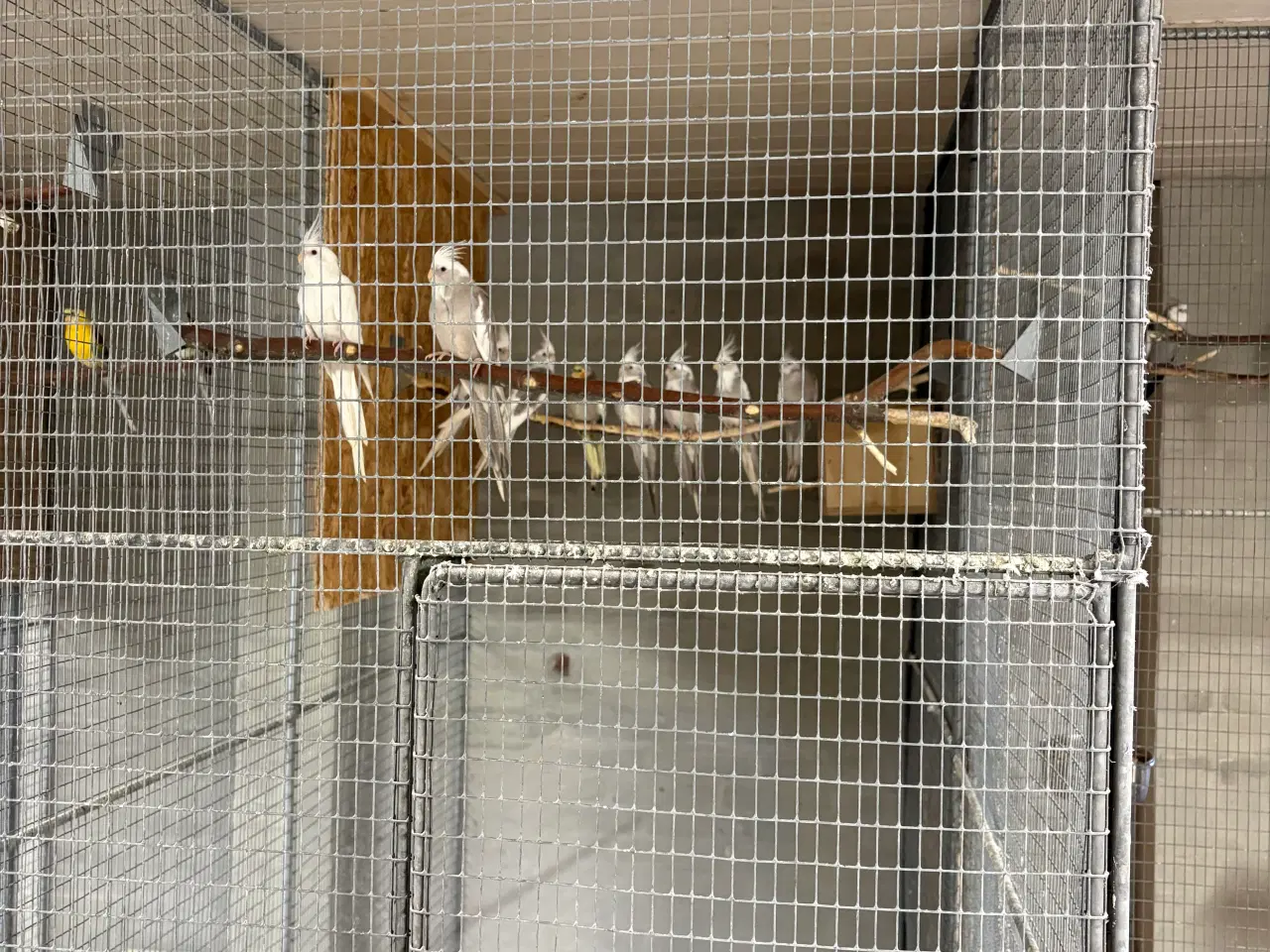 Billede 2 - Mange flotte nymferparekitter alder fra 7/14 måned