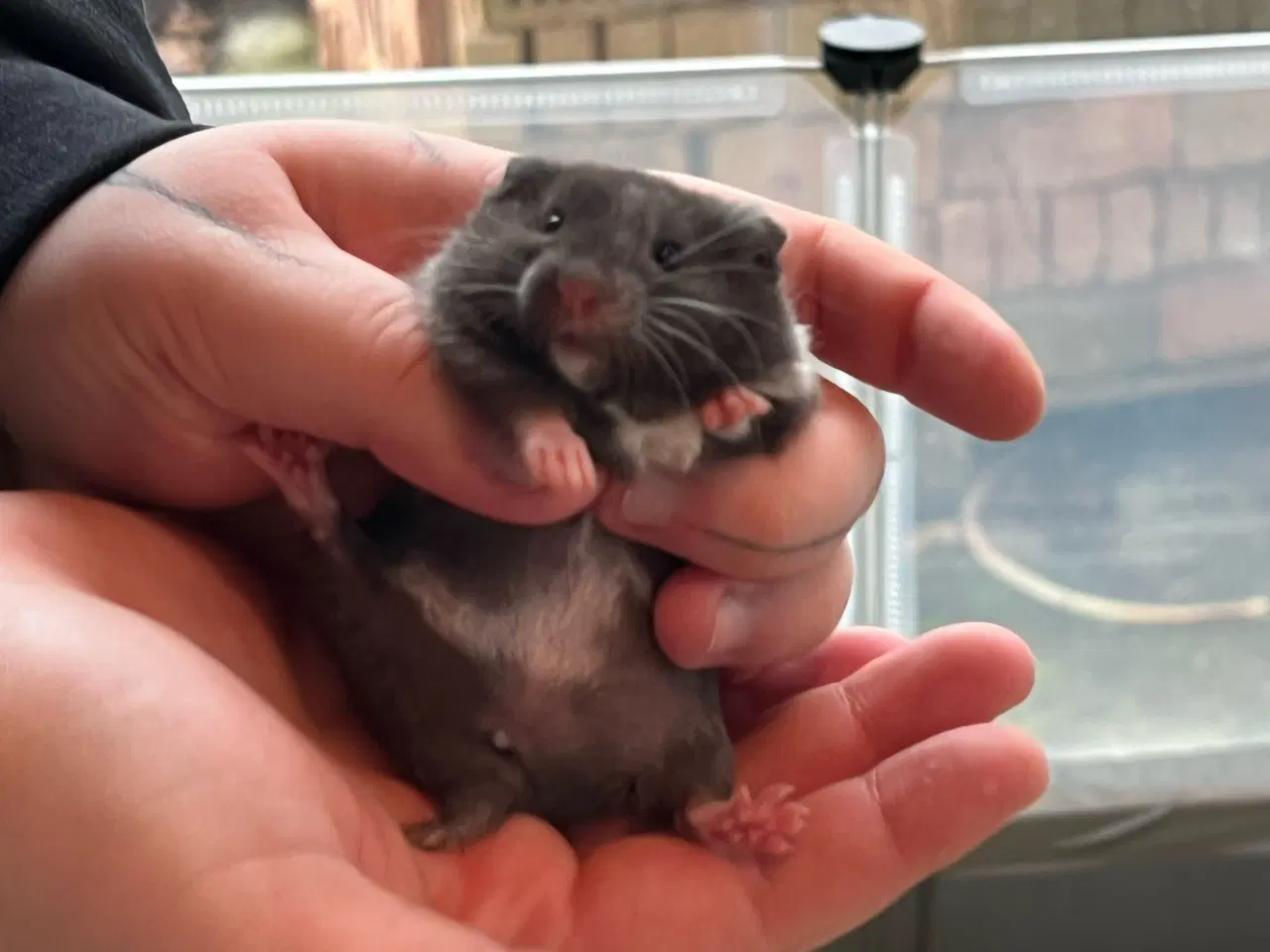 Billede 2 - Sibiriske guldhamster unger