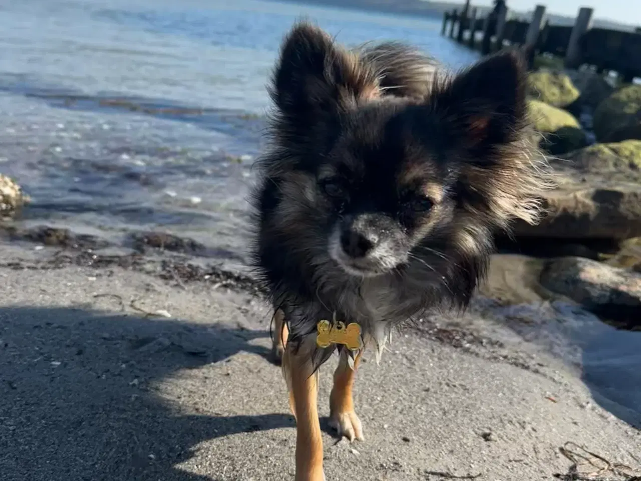 Billede 20 - Skønne chihuahua blandings hvalpe 