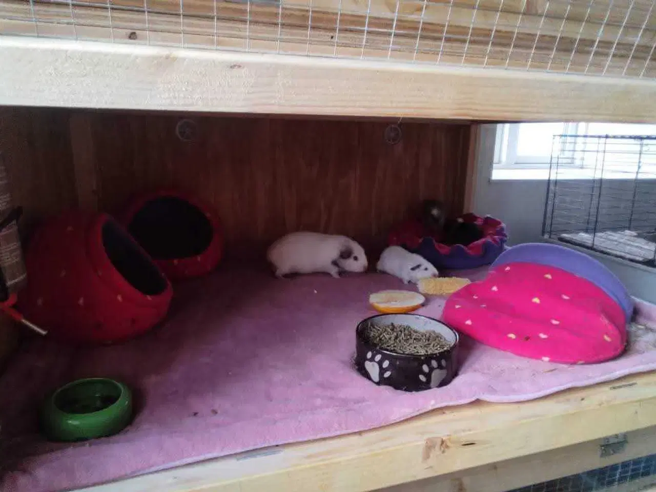 Billede 6 - Store marsvinebure på Sjælland & Jylland