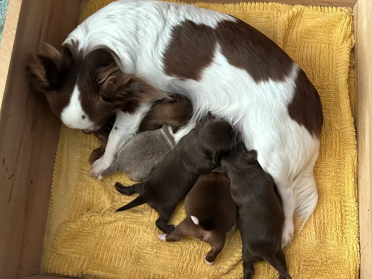 Billede 2 - Langhåret chihuahua hvalpe