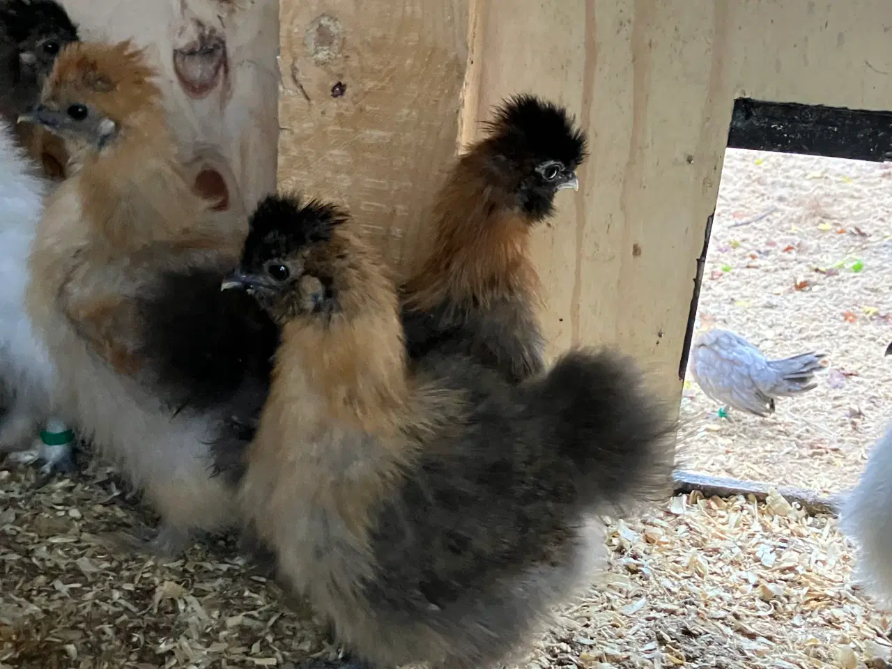 Billede 1 - Silke kyllinger