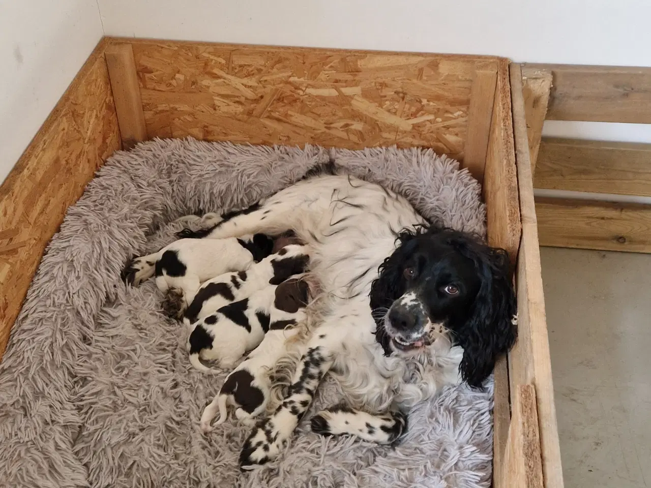 Billede 2 - Engelsk springer spaniel 