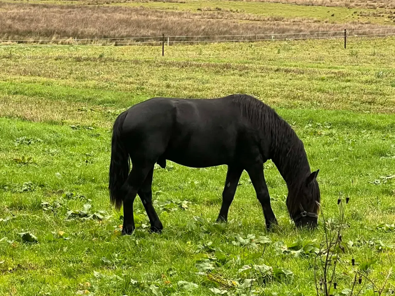 Billede 3 - Rå/ung Friser vallak 