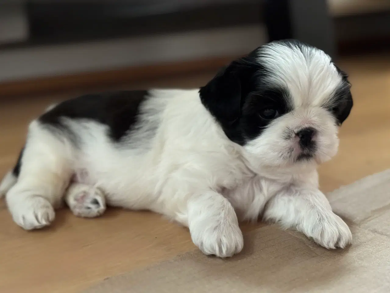 Billede 3 - Hundehvalp Shih Tzu