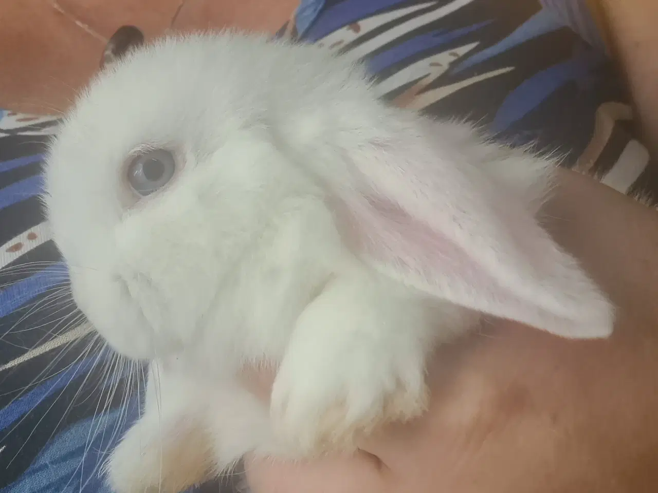Billede 8 - Mini Lop, kanin unger 