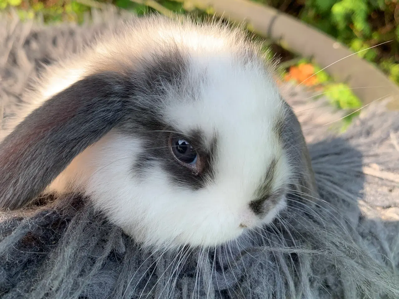 Billede 3 - Han 🩵Mini lop baby 