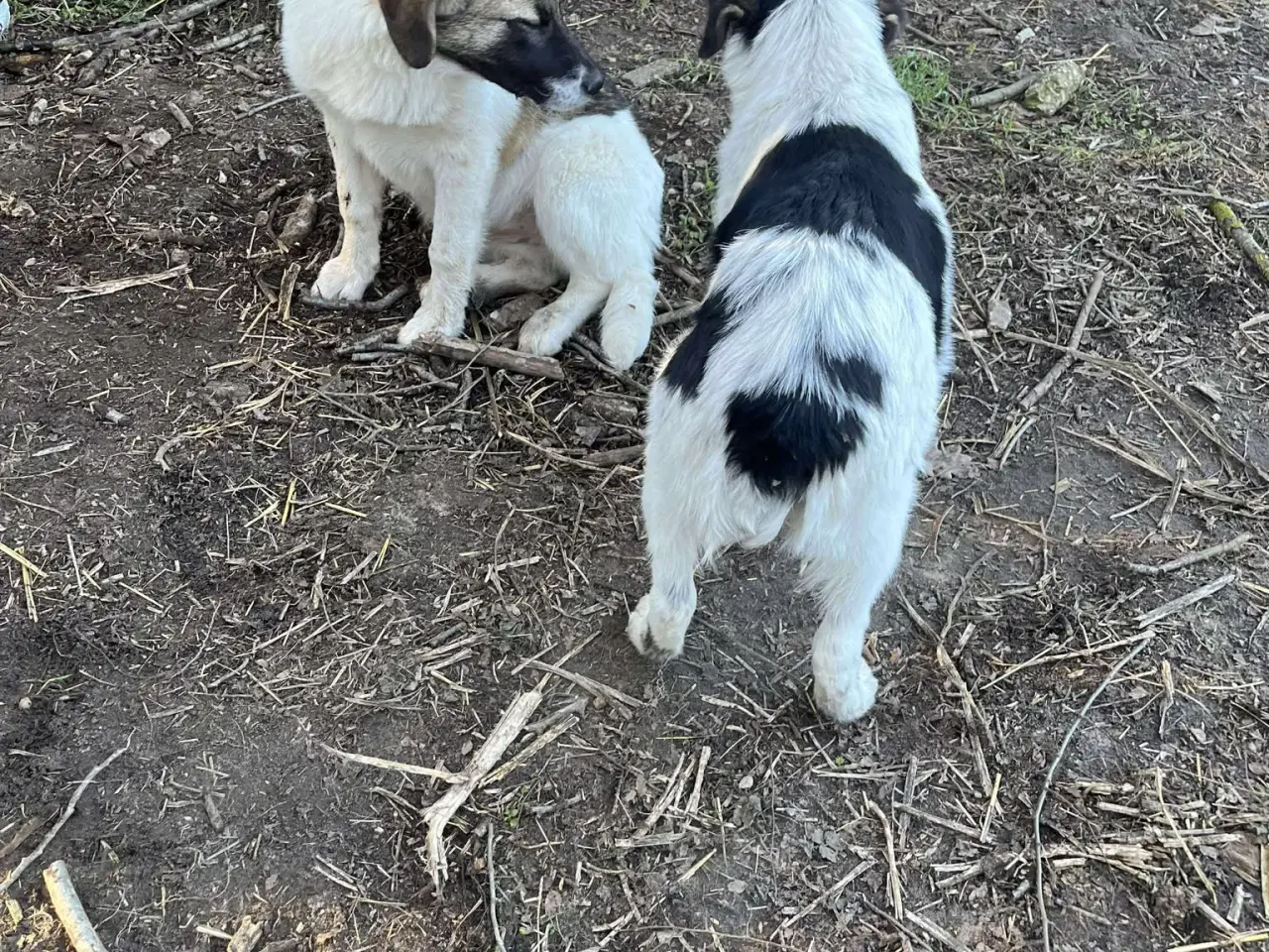 Billede 9 - Savannah drømmer om et hjem 🩷