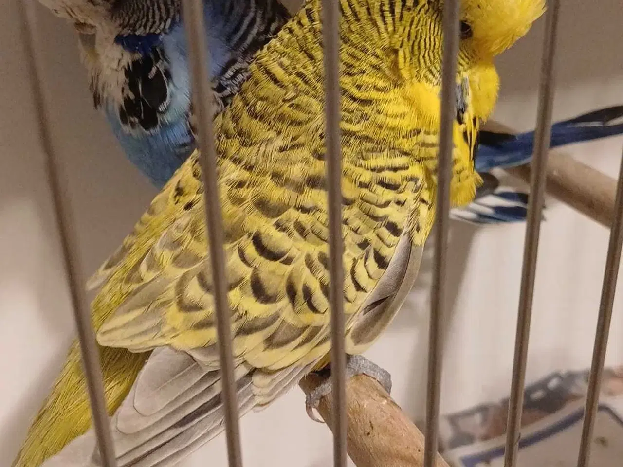 Billede 4 - 1 par Engelske undulater 