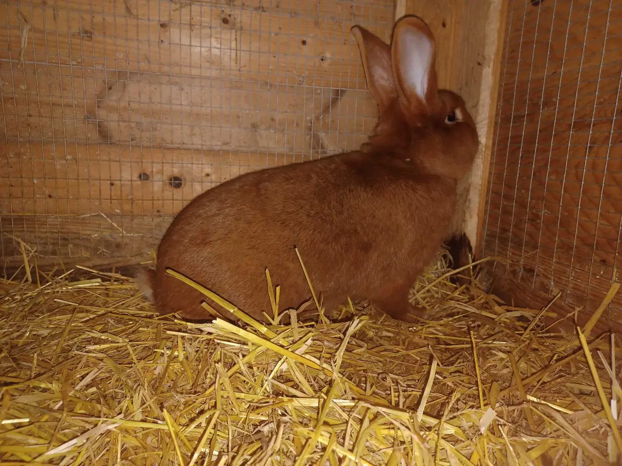 Billede 2 - New Zealand Red han