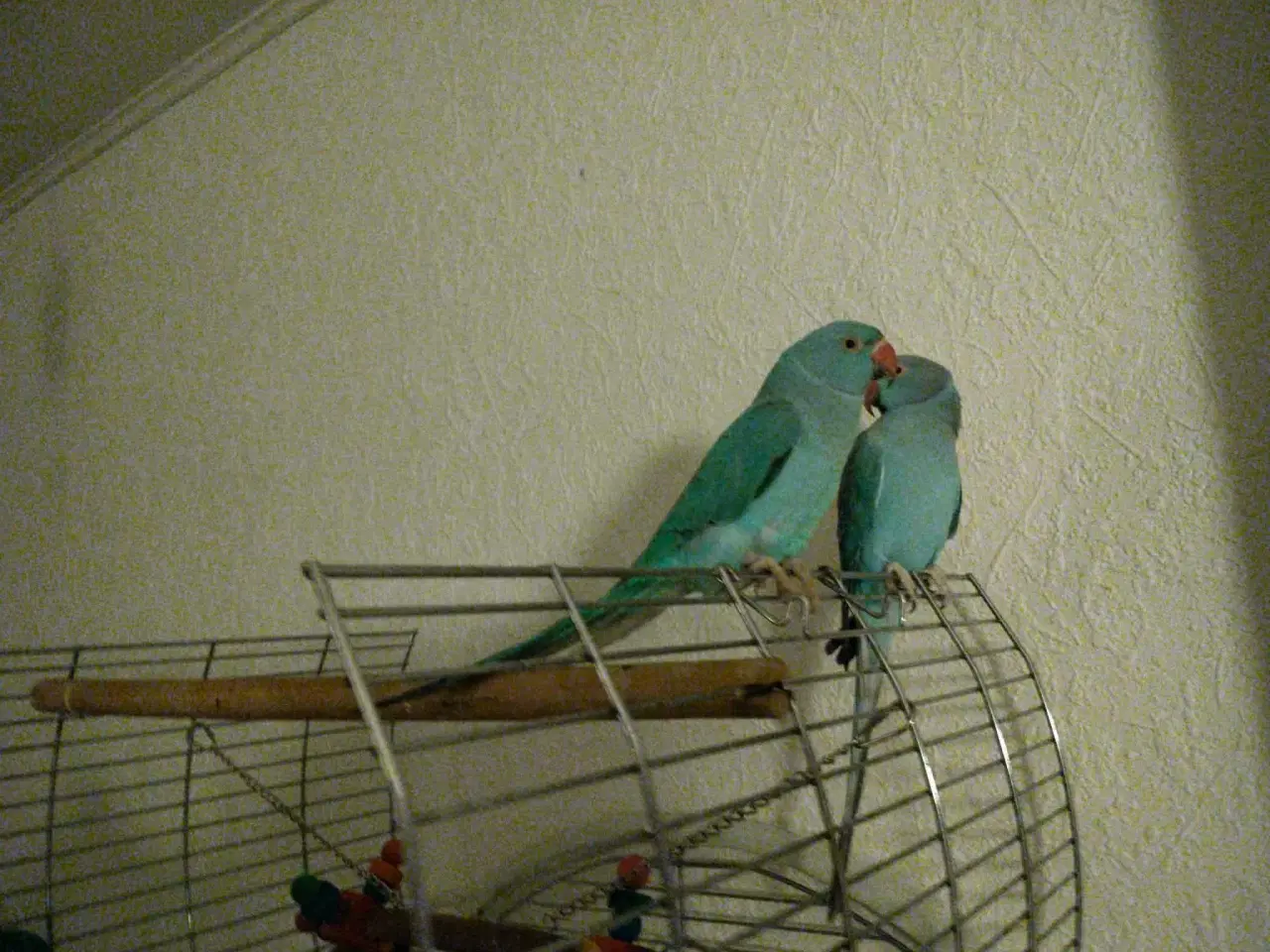 Billede 1 - Alexander parakitter