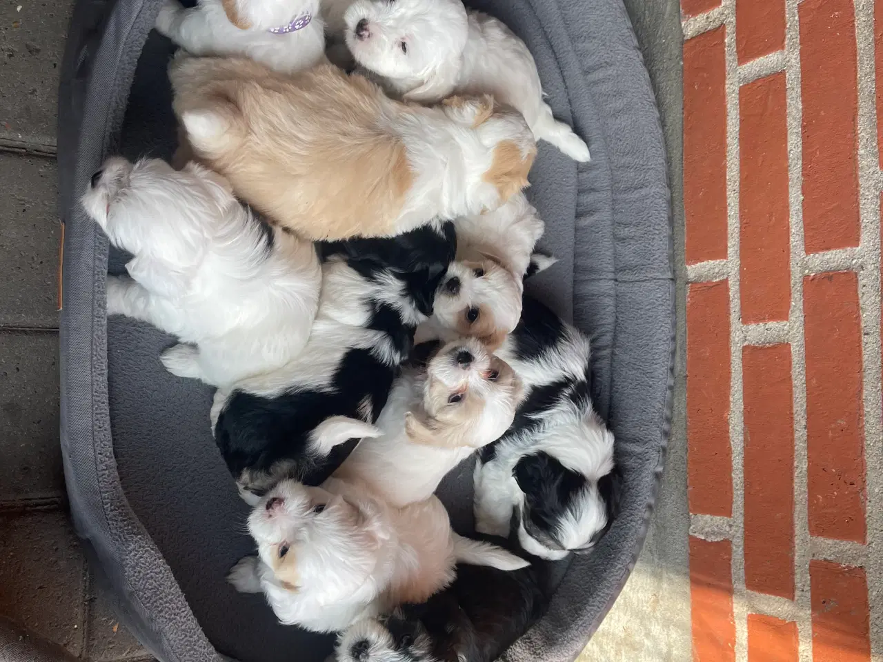 Billede 2 - Bichon Havanais