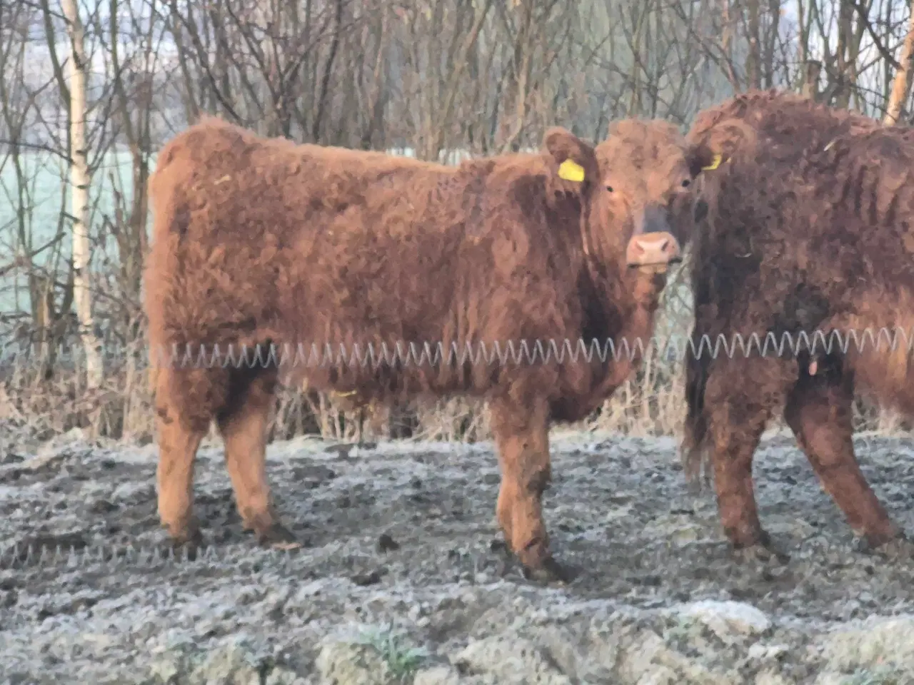 Billede 1 - Galloway limousine krydsning tyr kalv.