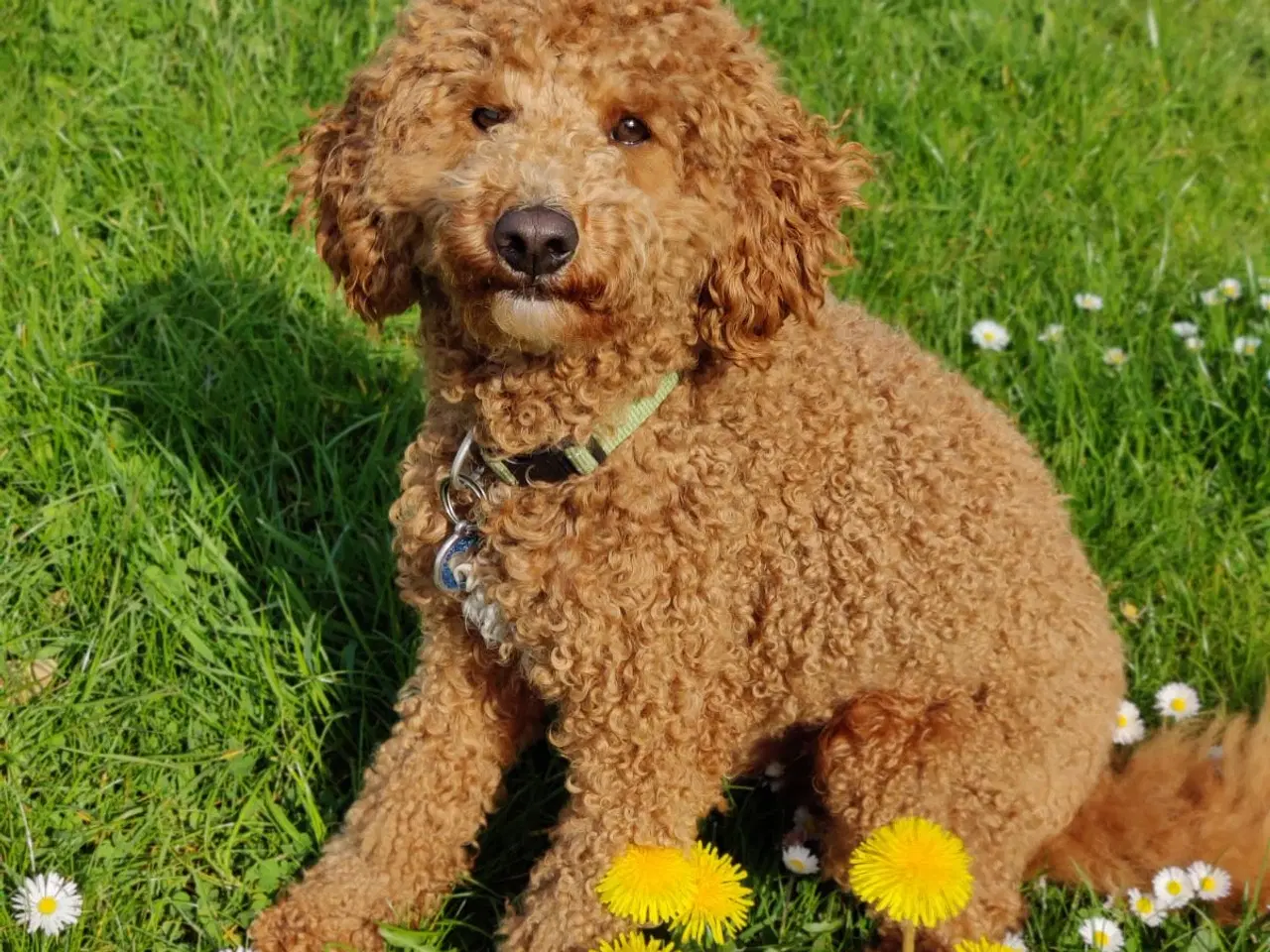 Billede 15 - Lækre labradoodlehvalpe