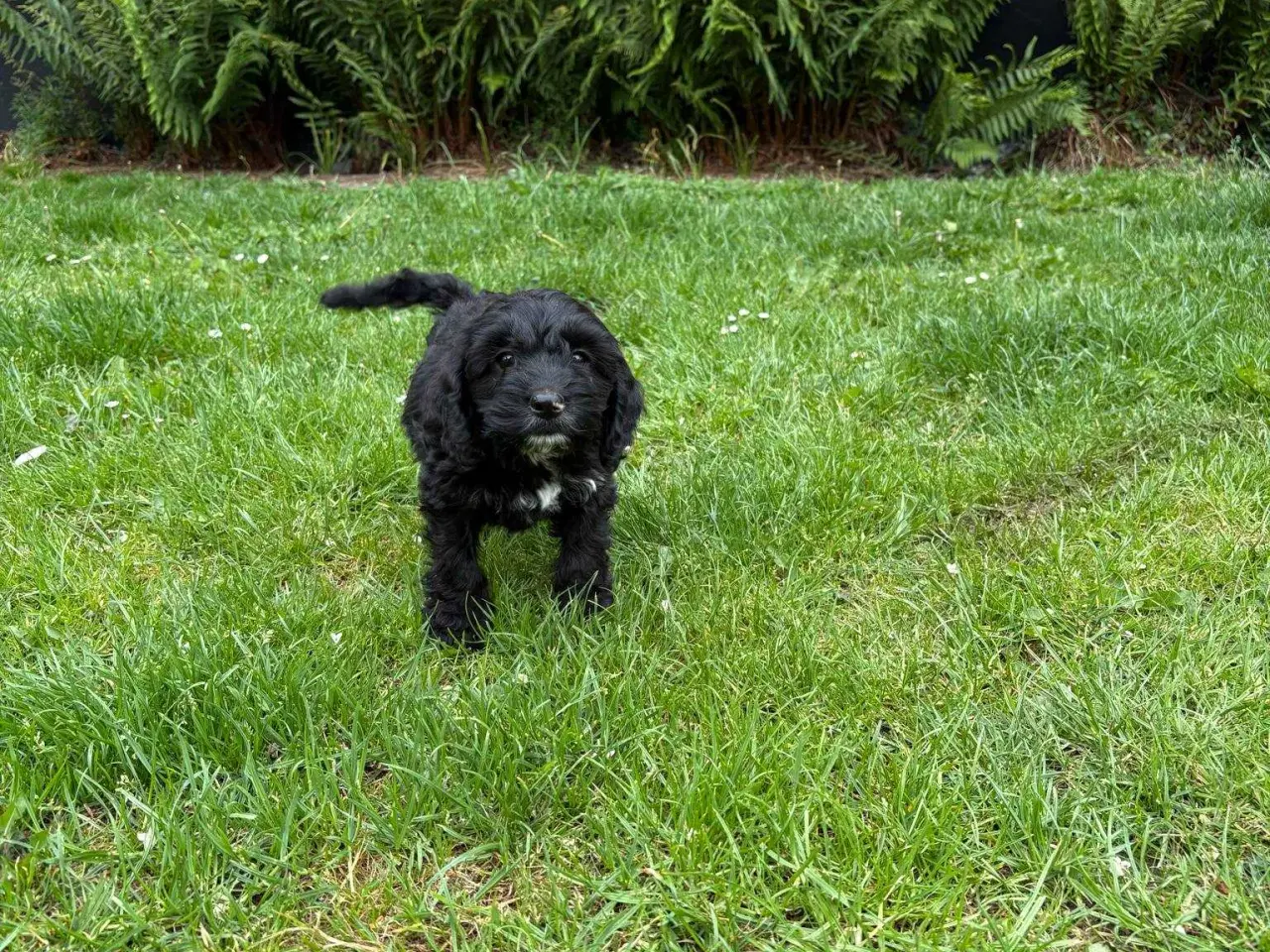 Billede 5 - Sødeste cockapoo hvalper