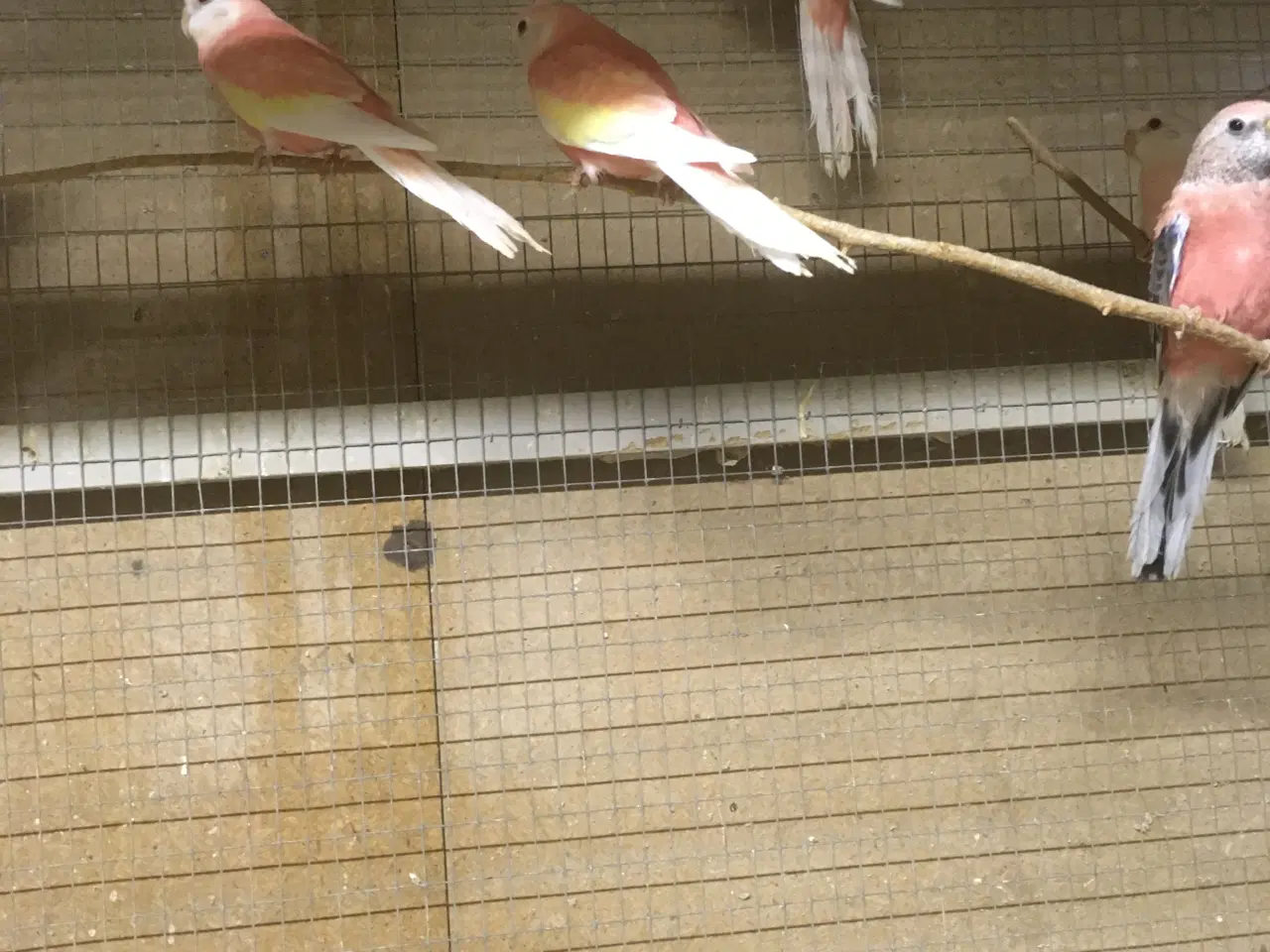 Billede 4 - Bourks Parakitter