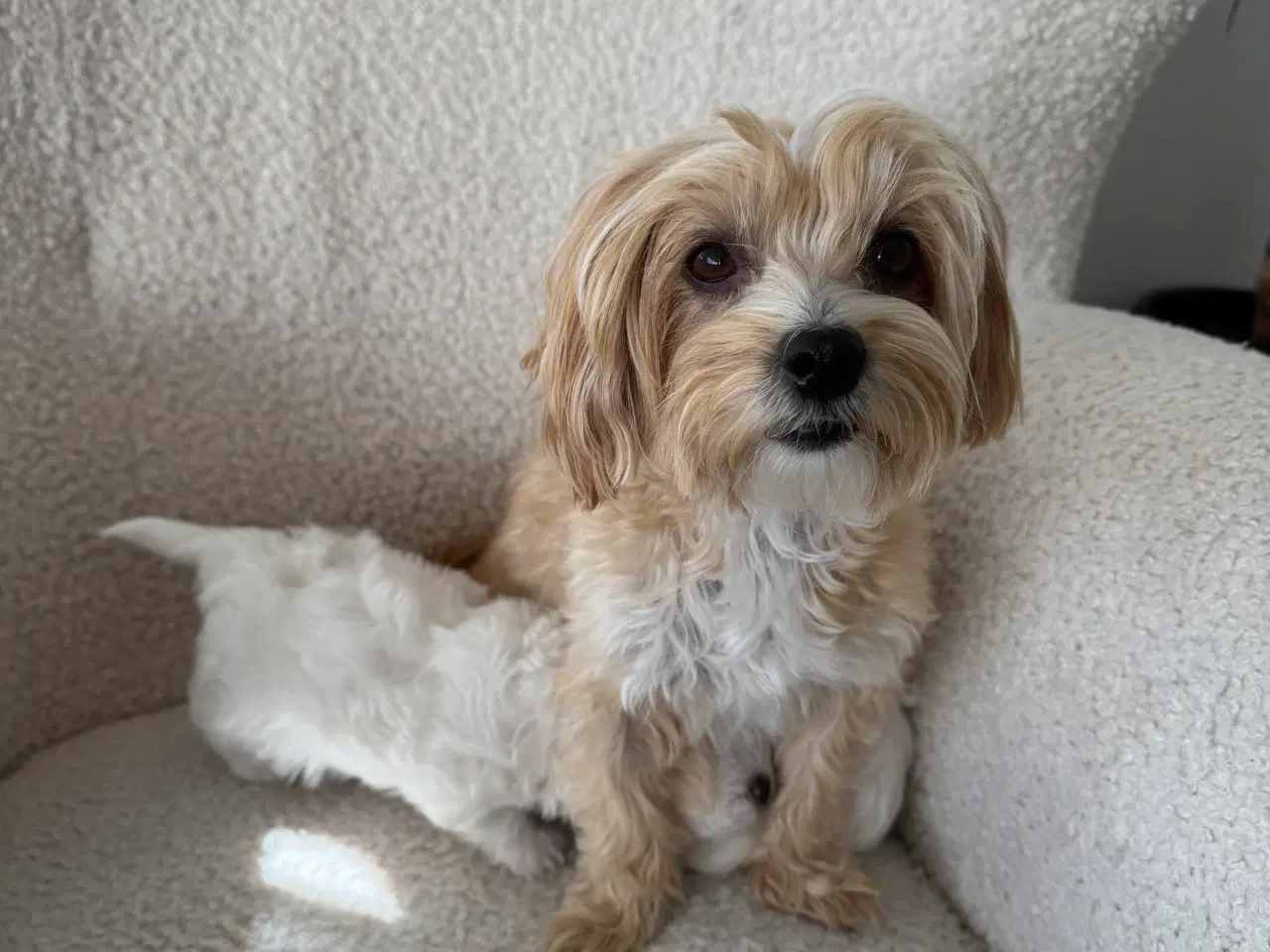 Billede 3 - ✨ Bichon hvalpe ❤️
