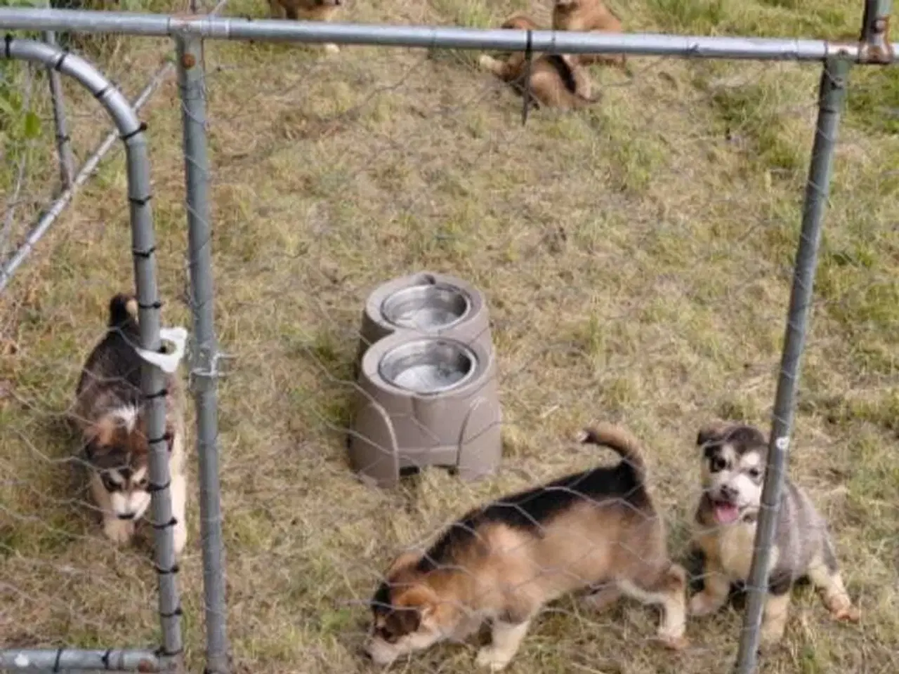 Billede 4 - Alaskan malamute hvalpe 