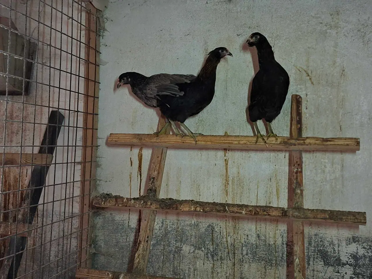 Billede 3 - Høns